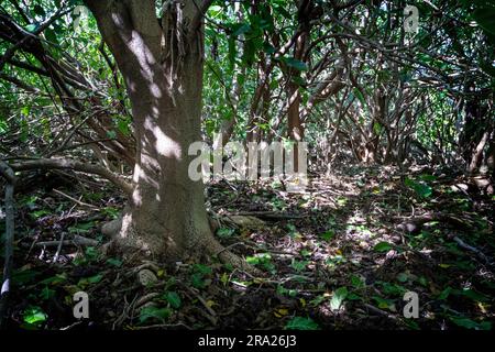 Nachwachsen der einheimischen Coral cay Pflanze, Lady Elliot Island, Queensland, Australien Stockfoto