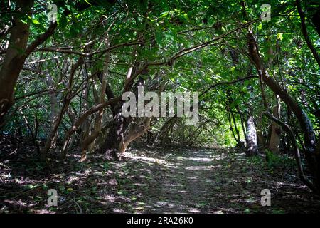 Nachwachsen der einheimischen Coral cay Pflanze, Lady Elliot Island, Queensland, Australien Stockfoto