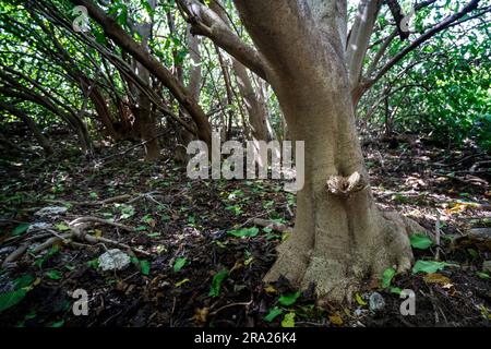 Nachwachsen der einheimischen Coral cay Pflanze, Lady Elliot Island, Queensland, Australien Stockfoto