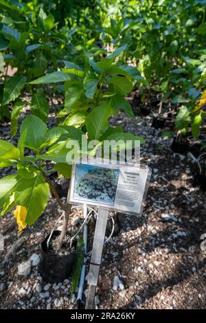 Coral cay einheimische Pflanzen, Lady Elliot Island, Queensland, Australien Stockfoto