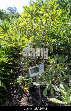 Coral cay einheimische Pflanzen, Lady Elliot Island, Queensland, Australien Stockfoto