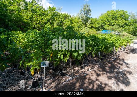 Coral cay einheimische Pflanzen, Lady Elliot Island, Queensland, Australien Stockfoto