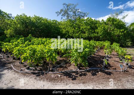 Coral cay einheimische Pflanzen, Lady Elliot Island, Queensland, Australien Stockfoto