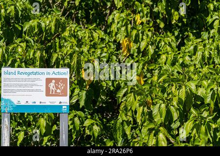 Schild mit Informationen zum Revegetationsprojekt, Lady Elliot Island, Queensland, Australien Stockfoto