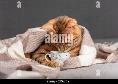 Hauskatze hält einen Becher in den Pfoten und schaut nach innen. Stockfoto