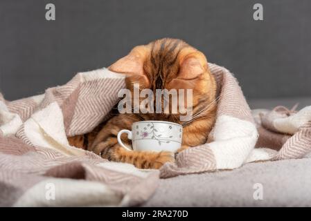 Hauskatze hält einen Becher in den Pfoten und schaut nach innen. Stockfoto