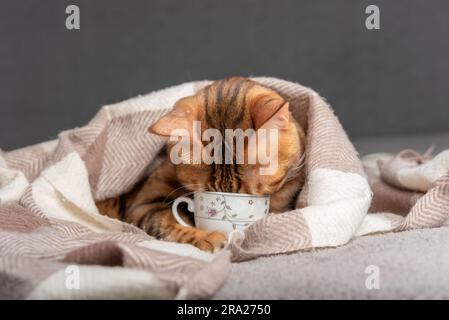 Hauskatze hält einen Becher in den Pfoten und schaut nach innen. Stockfoto