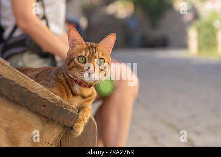 Eine Hauskatze sitzt auf einer Holzbank neben ihrem Besitzer. Stockfoto