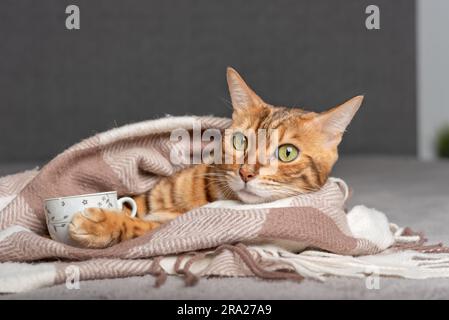 Eine niedliche Katze liegt und hält eine Tasse Tee in ihren Pfoten. Stockfoto