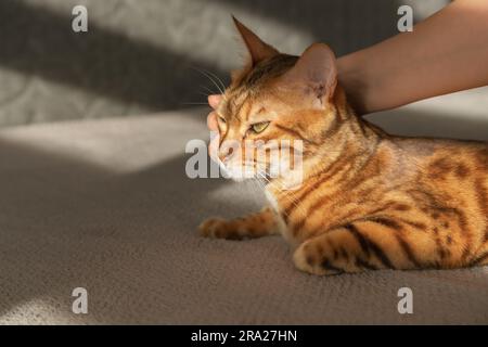 Bengalkatze, von den Sonnenstrahlen beleuchtet, liegt auf dem Bett. Die Hand einer Frau streichelte eine Katze. Stockfoto