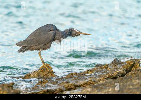 Östliche Riffreiher (Egretta sacra), die das Wasser von Federn schütteln, Lady Elliot Island, Queensland, Australien Stockfoto