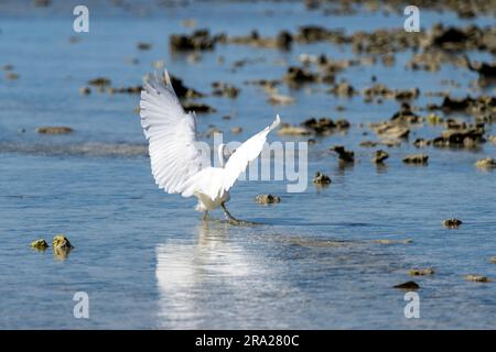 Östliche Riffreiher (Egretta sacra) flattern mit den Flügeln, während sie Fische in flachen Gebieten jagen. Lady Elliot Island, Great Barrier Reef, Queensland, Australien Stockfoto