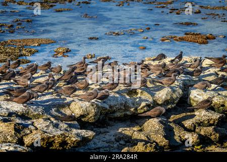 Gruppe von Common Noddies (Anous stolidus) an der felsigen Küste bei Ebbe, Lady Elliot Island, Queensland Australien Stockfoto