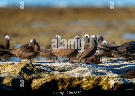 Gruppe von Common Noddies (Anous stolidus) an der felsigen Küste bei Ebbe, Lady Elliot Island, Queensland Australien Stockfoto