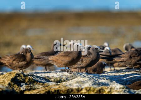 Gruppe von Common Noddies (Anous stolidus) an der felsigen Küste bei Ebbe, Lady Elliot Island, Queensland Australien Stockfoto