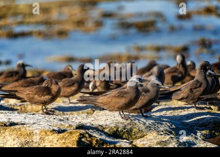 Gruppe von Common Noddies (Anous stolidus) an der felsigen Küste bei Ebbe, Lady Elliot Island, Queensland Australien Stockfoto