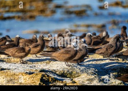 Gruppe von Common Noddies (Anous stolidus) an der felsigen Küste bei Ebbe, Lady Elliot Island, Queensland Australien Stockfoto