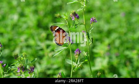 Schmetterling auf lila Blüten in einem grünen Feld von Luzerne. Monarch Butterfly frisst sich von lila Blumen Stockfoto