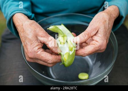 Frisch geerntete Fava-Bohnen (Vicia faba) Stockfoto