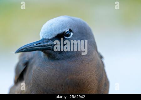 Nahaufnahme von Common Noddy (Anous stolidus), Lady Elliot Island Queensland Australien Stockfoto