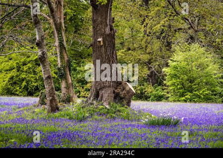 Ein Feld des Common English Bluebells Hyacinthoides ohne Schriftzug in der ruhigen Gegend; historisches Parc Lye Gebiet in Enys Gardens in Penryn in Cornwall im Vereinigten Königreich. Stockfoto