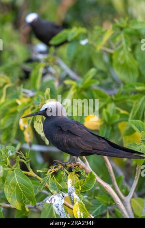 Gewöhnliche Knoten (Anous stolidus) hoch oben in Küstenvegetation, Lady Elliot Island, Queensland Australien Stockfoto