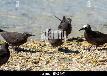 Gewöhnliche Noddies (Anous stolidus) am Kieselstrand, Lady Elliot Island, Queensland Australien Stockfoto