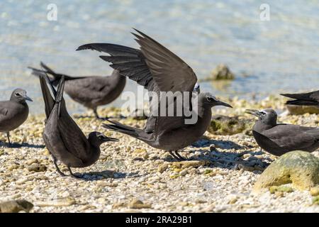 Gewöhnliche Noddies (Anous stolidus) am Kieselstrand, Lady Elliot Island, Queensland Australien Stockfoto