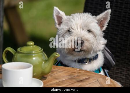 Ein Westie West Highlander White Terrier, der auf einem Stuhl an einem Tisch sitzt. Stockfoto