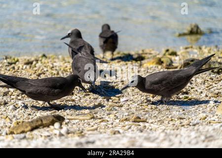 Gewöhnliche Noddies (Anous stolidus) am Kieselstrand, Lady Elliot Island, Queensland Australien Stockfoto