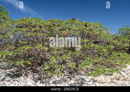 Gewöhnliche Knoten (Anous stolidus) in Küstenvegetation, Lady Elliot Island, Queensland Australien Stockfoto