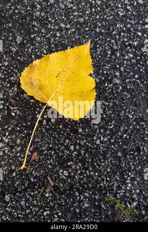 Ein vergilbtes Silberbirnen-Betula-Pendelblatt, das auf der ground.in Cornwall im Vereinigten Königreich liegt. Stockfoto