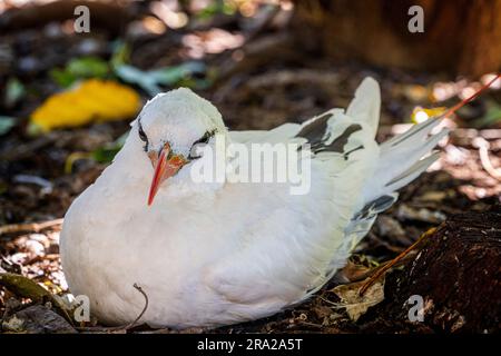 Rotschwanztropicbird (Phaethon rubricauda), Lady Elliot Island, Queensland Australien Stockfoto