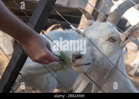 Die Ziegen im Bauernhof füttern Stockfoto