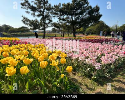 Ein Feld umgeben von rosa und gelben Tulpen Stockfoto