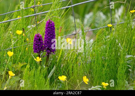 Eine Dactylorhiza ebudensis, hebridische Sumpforchidee, die auf der Machair blüht. Machair ist ein gälisches Wort, das fruchtbare, tief liegende Grasebene bedeutet. Stockfoto