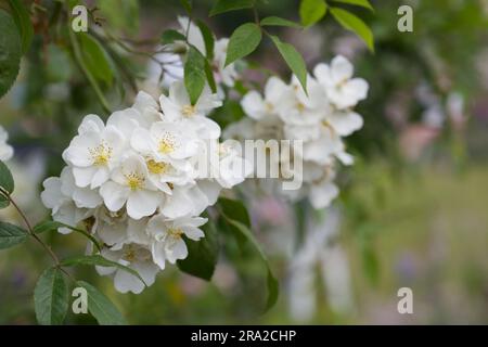 Haufen weißer Sommer-Hybrid-Moschus-Kletterrosen Rosa Darlow's Enigma im britischen Garten Juni Stockfoto