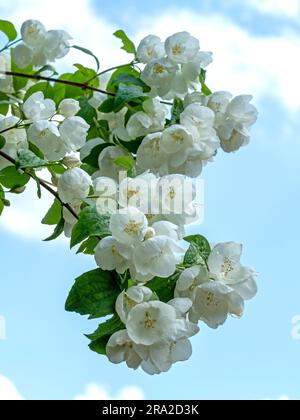 Wunderschöne süße orangefarbene Blüte vor einem blauen Himmel Stockfoto