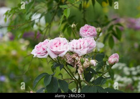 Doppelte rosa Sommerblumen von Strauchrosen Rosa Königin von Dänemark im britischen Garten Juni Stockfoto