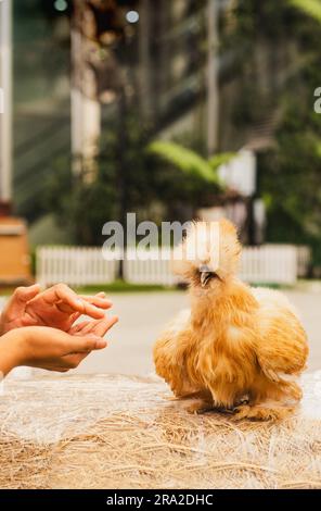 Eine Frau füttert braunes Seidenhuhn beim Gehen im Garten. Stockfoto