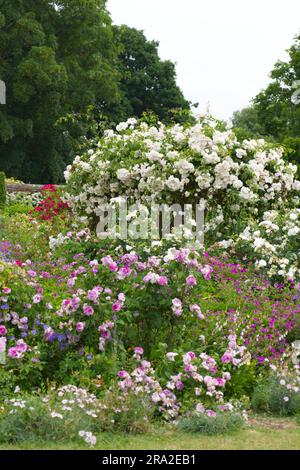 Sommergarten Blüten umgeben mit einer wackelnden Rose Rosa Adélaide d'Orléans andere Rosen, Geranien und Pink in Mottisfont Abbey Hampshire UK Juni Stockfoto