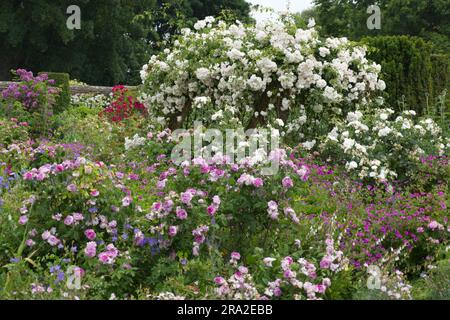 Sommergarten Blüten umgeben mit einer wackelnden Rose Rosa Adélaide d'Orléans andere Rosen, Geranien und Pink in Mottisfont Abbey Hampshire UK Juni Stockfoto