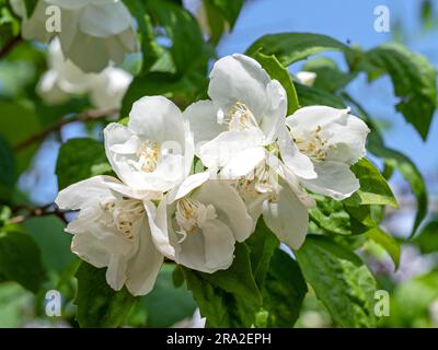 Süße orangefarbene Blüte vor einem blauen Himmel Stockfoto