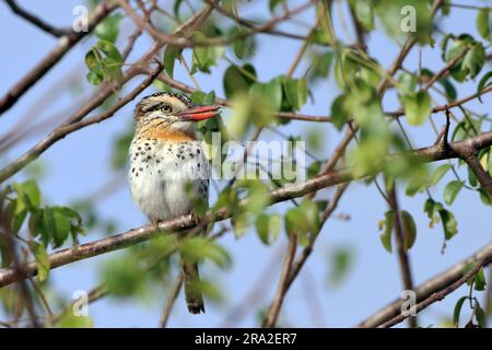 Puffbird (Nystalus maculatus), der im Nordosten Brasiliens endemisch ist Stockfoto