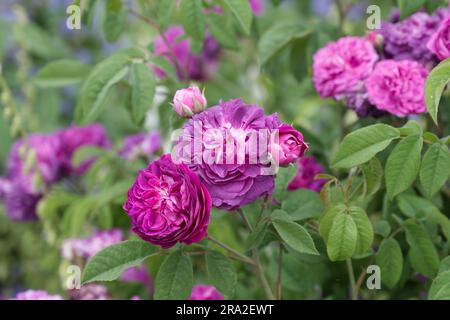 Doppelte Sommerblumen aus violetten Gallica-Rosen rosa Hippolyte im britischen Garten Juni Stockfoto