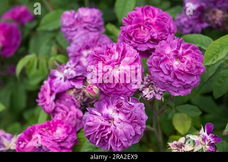 Doppelte Sommerblumen aus violetten Gallica-Rosen rosa Hippolyte im britischen Garten Juni Stockfoto