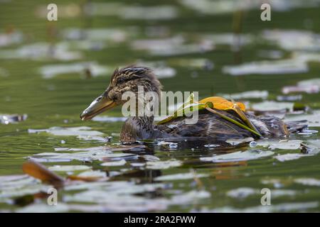 Stockente (Anas platyrhynchos), Queen Elizabeth Forest, Aberfoyle, Schottland, Vereinigtes Königreich. Stockfoto
