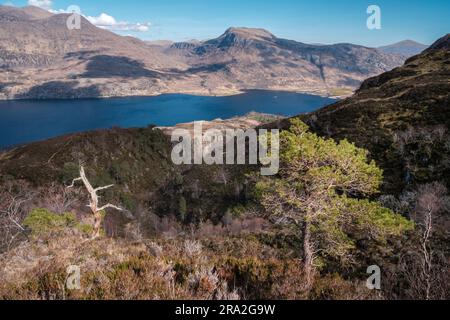 Loch Maree aus dem Beinn Eighe National Nature Reserve Stockfoto