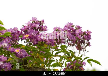 Ein Haufen lila Sommerrosen Rosa VEILCHENBLAU im britischen Garten Juni Stockfoto