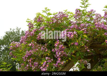 Ansammlung von lila Sommerrosen Rosa Veilchenblau im britischen Garten Juni Stockfoto